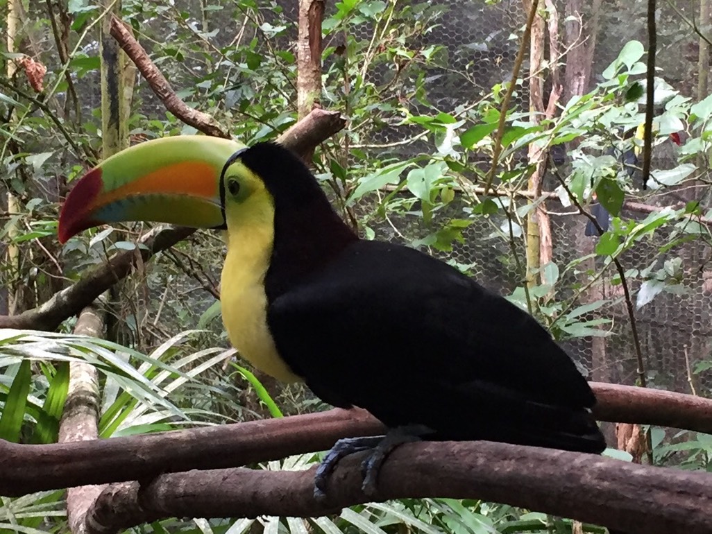 20171107 Belize Zoo-17.JPG